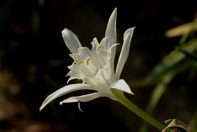 Pankratsy, or Lily-star - growing and care