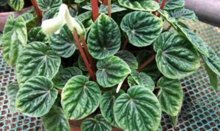 Peperomia - a relative of pepper - care