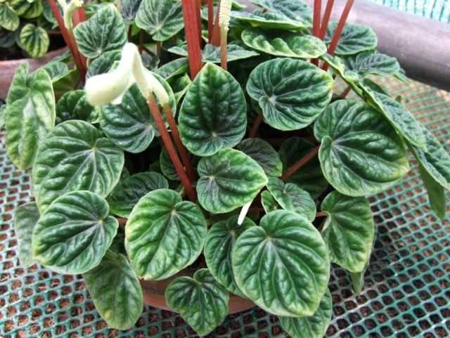 Peperomia - a relative of pepper - care