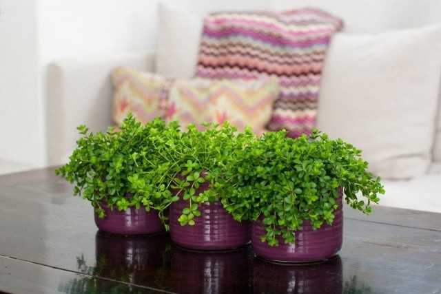 Peperomia is a round-leaved and many-faced baby
