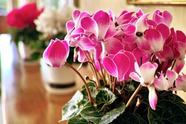 Persian cyclamen - special care in everything