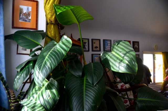 Philodendron - he is very unusual! - leaving