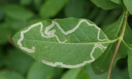 Plant protection against leaf miners - care