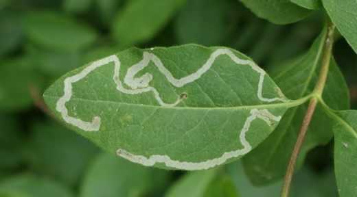 Plant protection against leaf miners - care