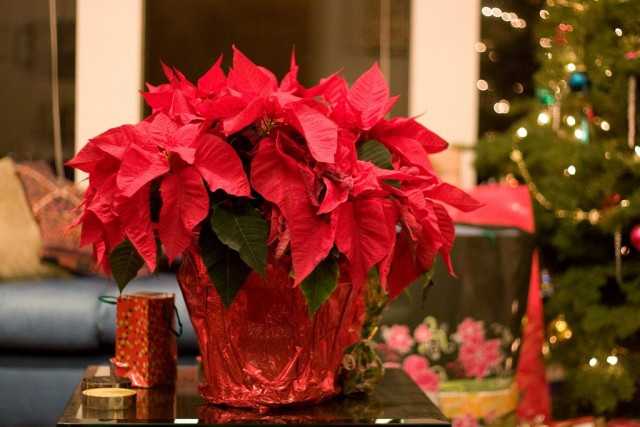 Poinsettia - the queen of New Year's holidays care
