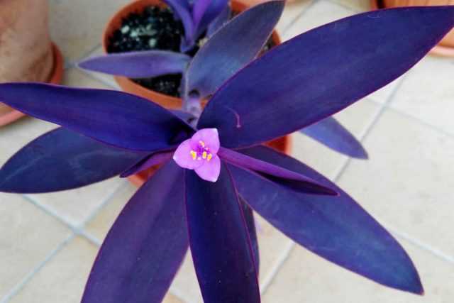 Purple Tradescantia, or Setkresia - bright and unpretentious-Care