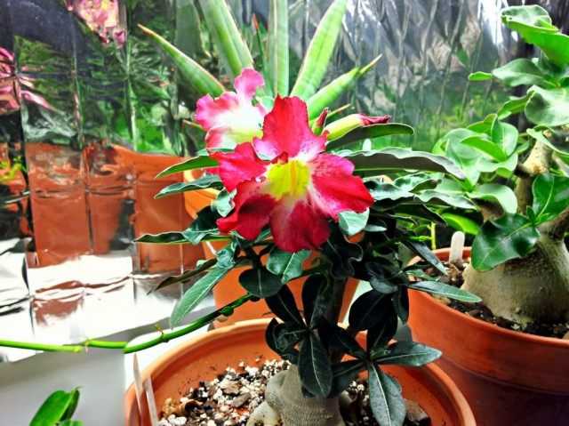 Reproduction of adenium by seeds - growing and care
