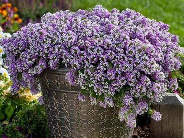 Room alyssum - "pillows" of flowers and honey aroma-Care