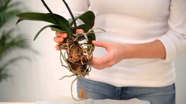 Rules for planting orchids on a block and in a substrate – Beautiful indoor plants