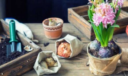 Secrets of Successfully Forcing Hyacinths at Home-Care