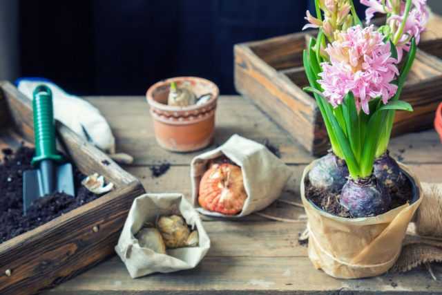 Secrets of Successfully Forcing Hyacinths at Home-Care