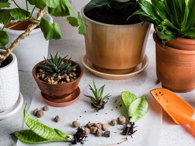 Separation is an easy way to propagate indoor plants - Care