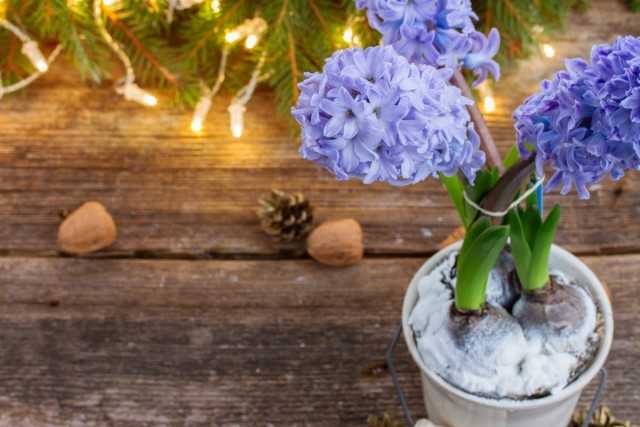 Simple ideas for decorating the interior for the New Year - Beautiful indoor plants