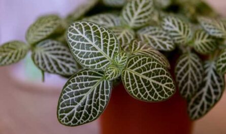 Simple rules for the care of difficult fittonia-Care