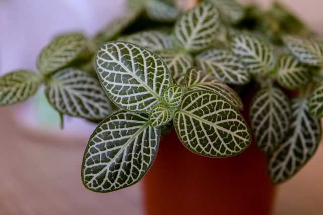 Simple rules for the care of difficult fittonia-Care