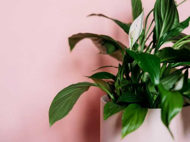 Spathiphyllum is a safe bet for beginners care