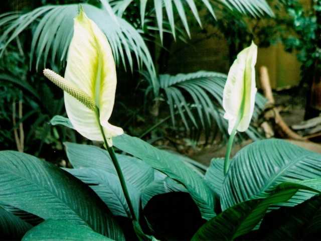 Spathiphyllum, or "Women's happiness" - care