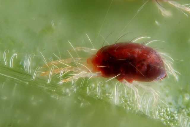 Spider mite - ubiquitous pest care
