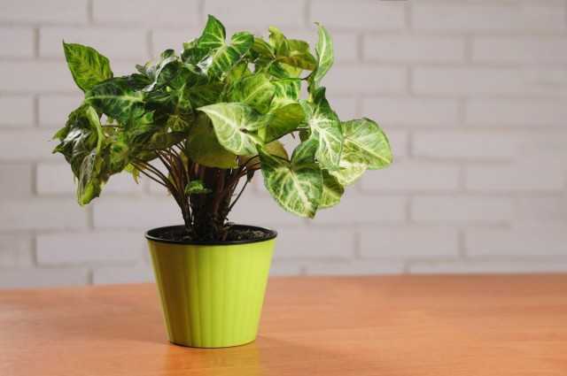 Syngonium - ideal for kitchen and bathroom landscaping - Care