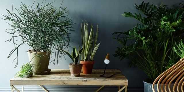 The best openwork indoor plants