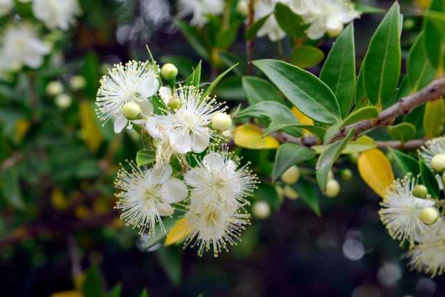 The key to longevity of myrtle is cultivation and care