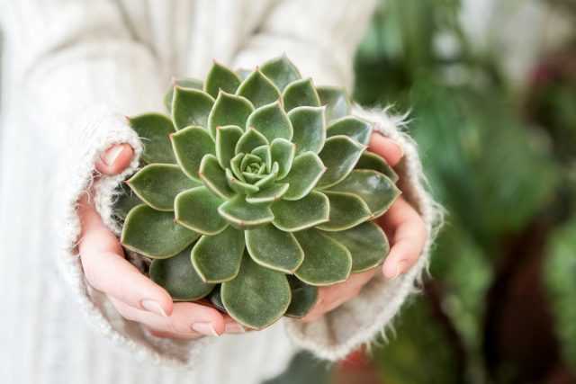 The most popular succulents in our apartments care