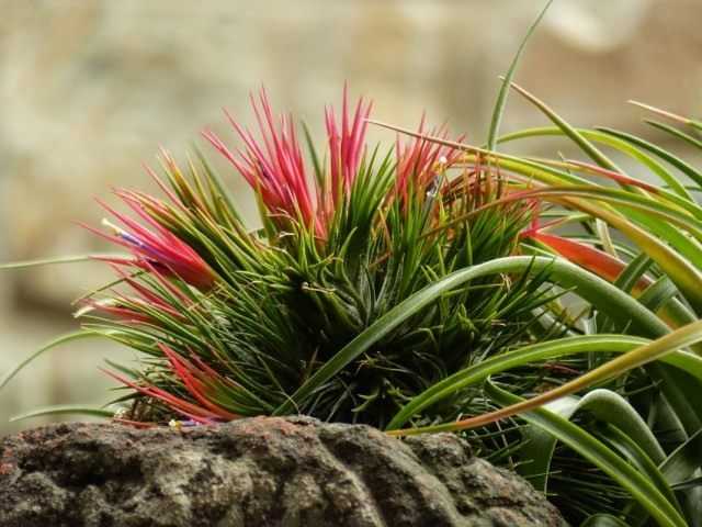 Tillandsia - exotic with a difficult character