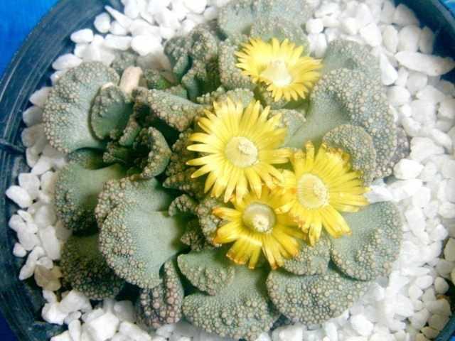 Tiny yellow "daisies" - titanopsis - care