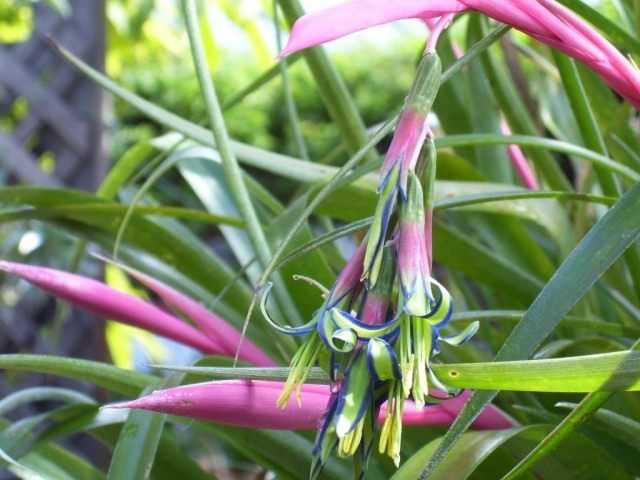 Unpretentious and dedicated bilbergia drooping - growing and care