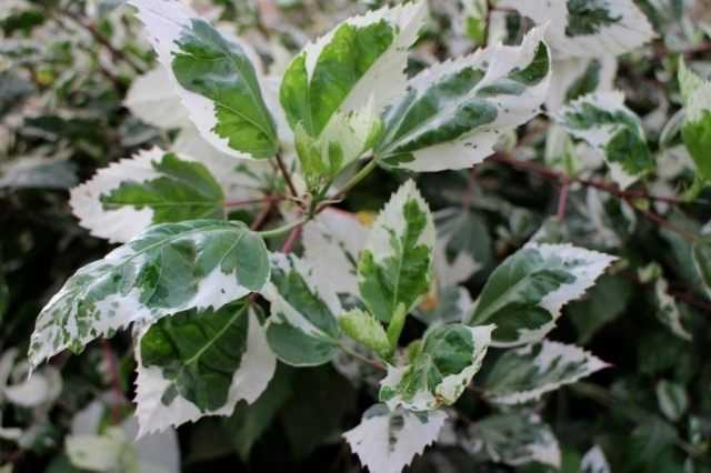 Variegated or variegated plants at home - growing and care
