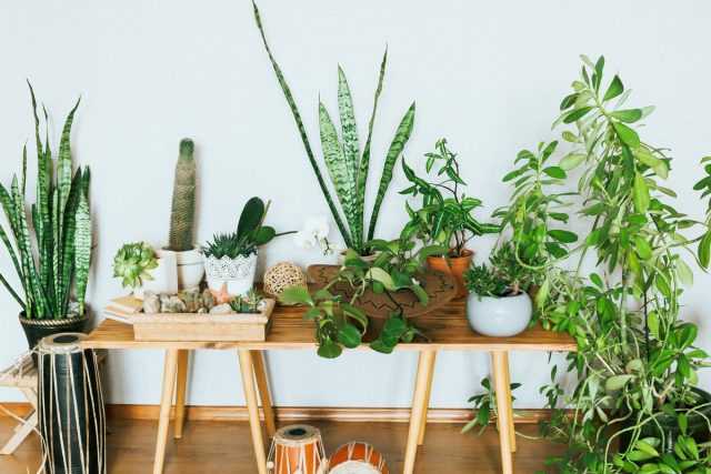 What indoor plants are suitable for allergy sufferers?