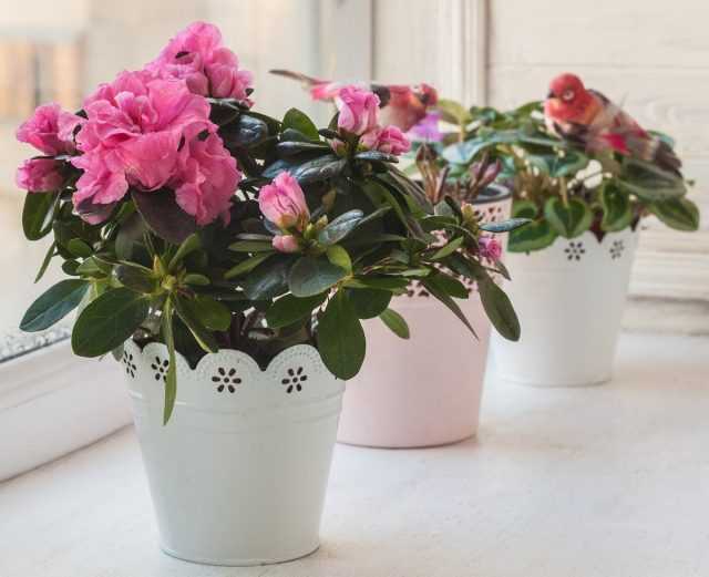 What indoor plants do not bloom without a cool wintering?