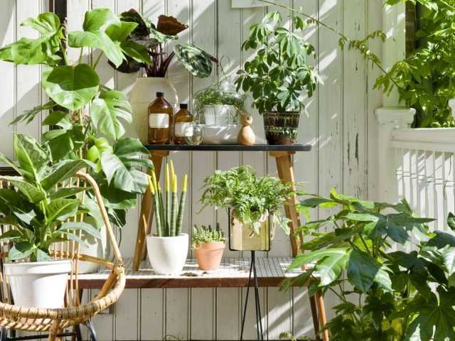 What indoor plants like to live in the garden in the summer?