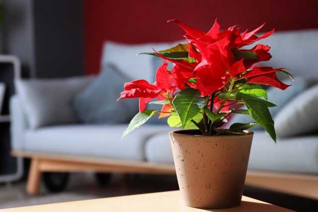 What to do with poinsettia after the holidays?