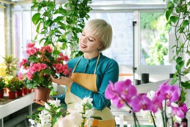 Where to buy indoor plants?