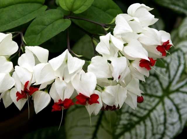Why does Clerodendrum not bloom?