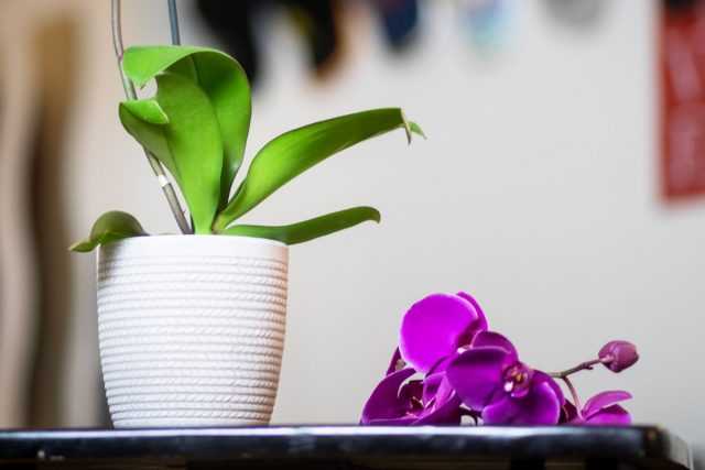 Why does an orchid shed flowers and buds?