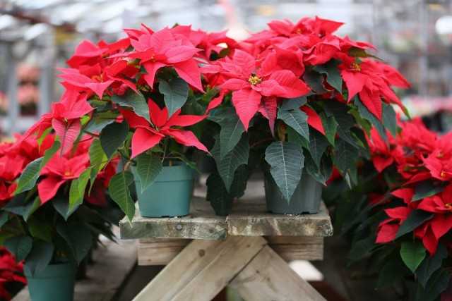 Why is poinsettia called the Christmas star? - growing and care