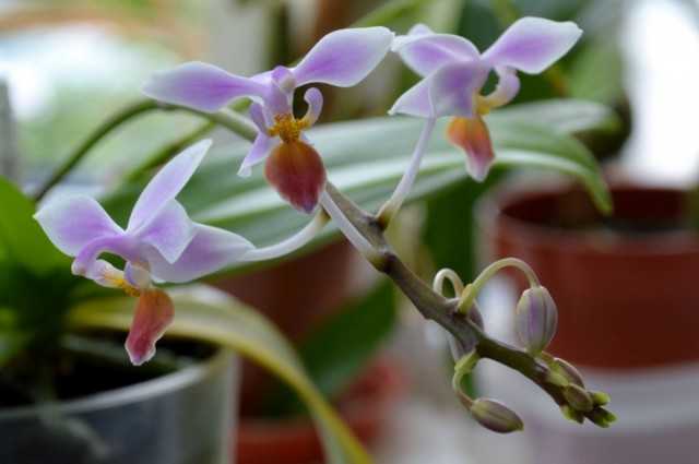 Winged Phalaenopsis - Care