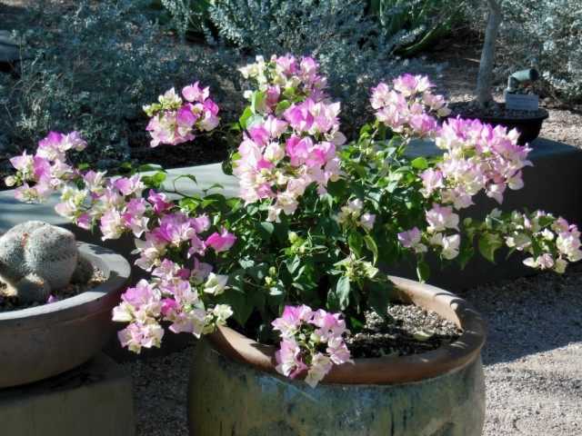 Winter care for tubed bougainvillea - growing and care