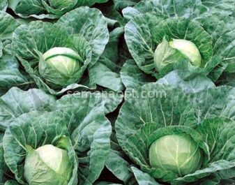 Characteristics of cabbage varieties Pandion F1