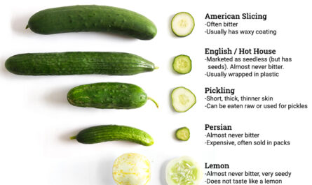 Characteristics of cucumber varieties Liliput