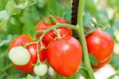Characteristics of tomato varieties Cream Moscow