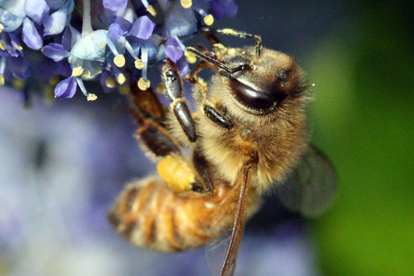 Collecting and preserving pollen by bees