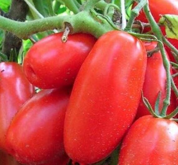 Description and characteristics of the Siberian Troika tomato variety