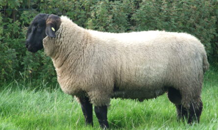 Description of Suffolk sheep