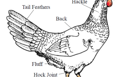 Features of Uheilui Chickens