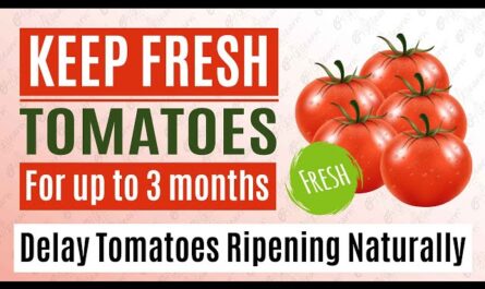 How can I keep the tomatoes fresh