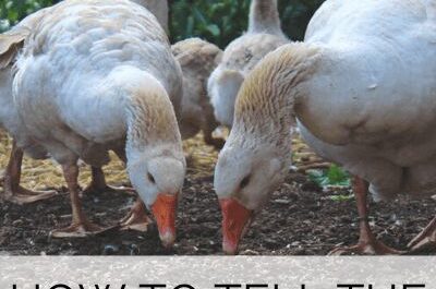 How to distinguish geese Linda from other birds