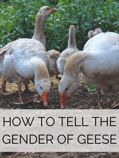 How to distinguish geese Linda from other birds